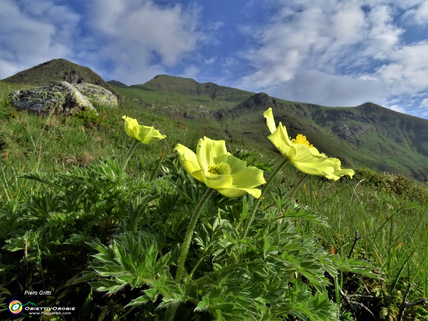 12 Pulsatilla alpina sulphurea (Anemone sulfureo) con vista sul Triomen.JPG